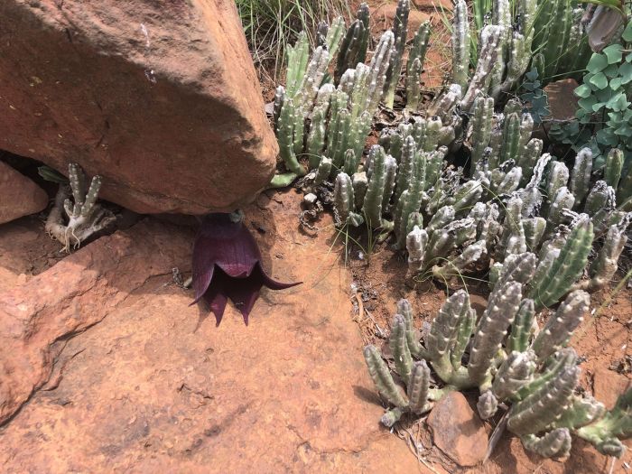 Stapelia leendertziae | PlantZAfrica